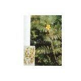 Supplying Tribulus Terrestris Extract thumbnail-1