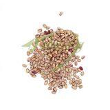 Chinese Cranberry Beans thumbnail-4