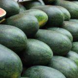 Watermelon F1 Hybrid Sweet Melon Seeds Fruit Seeds No.89 thumbnail-1