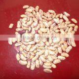 Light Speckled Kidney Beans thumbnail-2