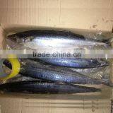 Frozen Fish (spanish Mackerel Big) BQF thumbnail-1