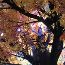 Artificial Maple Tree High Quality Large Tree Blessing Light Tree Suitable for Garden Park Stage Shopping Mall Decoration thumbnail-3