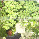 High Quality Pear Growing Paper Bag For Agriculture thumbnail-2