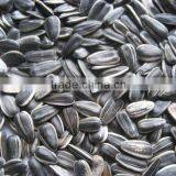 Sunflower Seeds Good Quality thumbnail-1