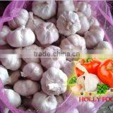 White Pure White Fresh Garlic Middle East Arabic Pakistan 5.0cm 4.5cm 5.5 cm thumbnail-1
