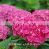 High Quality And Grade High Quality Hydrangea Hot Sale Fresh Cut Hydrangea For Wedding Decoration From Yunnan thumbnail-3