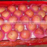 Yantai Red Fuji Apple thumbnail-2