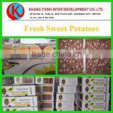 Fresh Sweet Potatoes Best Price thumbnail-1