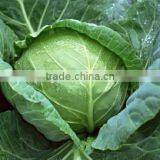 Kale Powder thumbnail-2