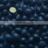 Chinese Black Soybean thumbnail-1