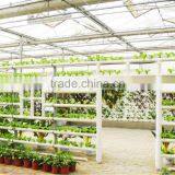 Lettuce System Hydroponic Green House thumbnail-1