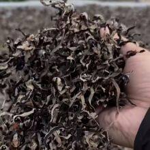 Dried Black Fungus thumbnail-4