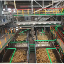 Sugar Plant From Sugar Beet thumbnail-3