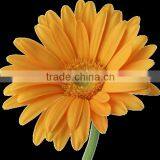 Flower 4 Seasons Wholesale Fresh Gerbera Flowers thumbnail-1