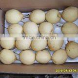 Chinese Pear thumbnail-1