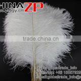 CHINAZP Factory Wholesale 14inch to 16inch Dyed Royal White Ostrich Fethers for Sale thumbnail-3