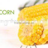 Sweet Corn Cob With Plastic Vacuum Packed thumbnail-5