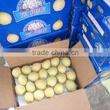 Asian Ya Pear Packed in 9kg 18kg Box for Sale thumbnail-5