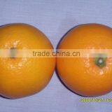 2015 Fresh Navel Orange From Jiangxi on Sell thumbnail-3