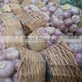 Red Garlic thumbnail-4