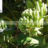 Direct Factory Price the Good Quality Ethylene Ripener for Banana(2) thumbnail-2