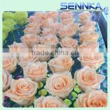 Flower Arrangement ( Preserved Flowers ) / ( Made in China) / (Gift)