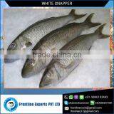 High Quaility Seafood Frozen White Snapper thumbnail-1