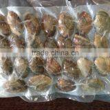 New Season Frozen Vacuum Packed Cooked Short Necked Clam thumbnail-1