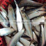Frozen Sardine thumbnail-2