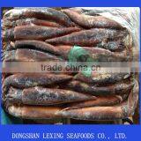 Frozen WR Illex Squid