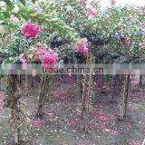 Lagerstroemia Indica Chinese Letter Bottle and Tree Shape Plants thumbnail-3
