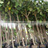 Hibiscus Tiliaceus Outdoor Landscaping Project Plants thumbnail-1