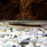 Siamese Algae Eater Fish For Sale / Aquarium Fish Thailand thumbnail-4