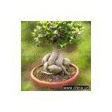 Sell Ficus Microcarpa thumbnail-1