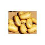 Potato,potato Supplier,Chinese Potato, thumbnail-2