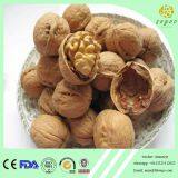 Easy Cracked Walnut Inshell 28mm Up thumbnail-5