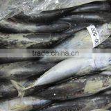 New Arrival Frozen 300-500g Bonito