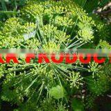 Galbanum Natural Oil