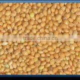 Golden Foxtail Millet thumbnail-1