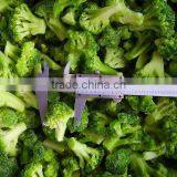 Shandong Brands Product Specification for Broccoli thumbnail-1