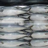 Frozen Mackerel thumbnail-1