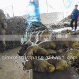 Hot Selling Fresh Ginger thumbnail-1