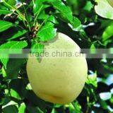 Fuji Apple thumbnail-2