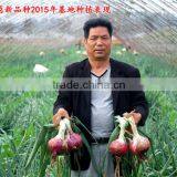Hybrid Onion Seeds for Growing-red Preciousness thumbnail-4