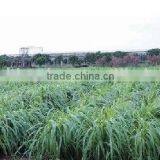 Annual Livestock Feeding High Yield Pennisetum Americana Forage Grass thumbnail-1