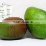 Very high quality Mango Ripener Ethylene(7)
