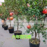 Easy Survival Pomegranate Seedling thumbnail-6