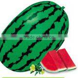 Green Stripes Oblong Watermelon For Sale FM-8