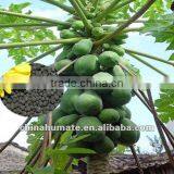 Chinese Min-granular Boron Humic Acid Organic Fertilizer Factory