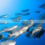 Floating-feed Pelleting Machine/Fish Feed/Fish Food thumbnail-6